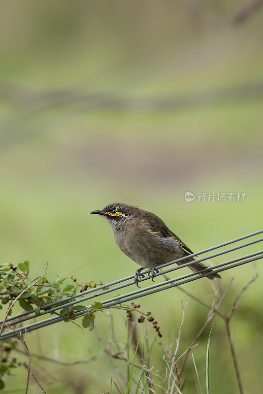 黄脸蜜蜂(Caligavis chrysops)